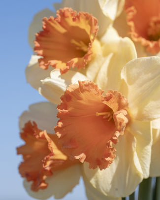 Narcissus 'Fullfilment' Narcissus 'Fullfilment'