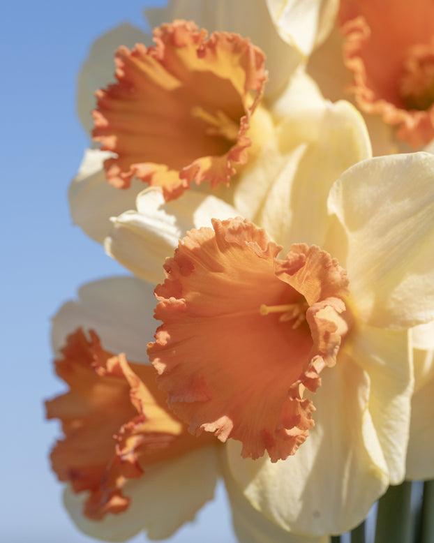 Narcissus 'Fullfilment'