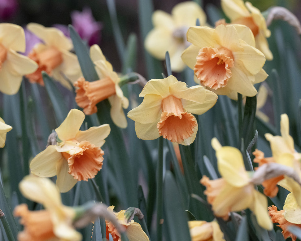 Narcissus 'Fullfilment'
