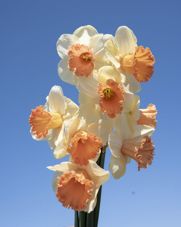 Narcissus 'Fullfilment'