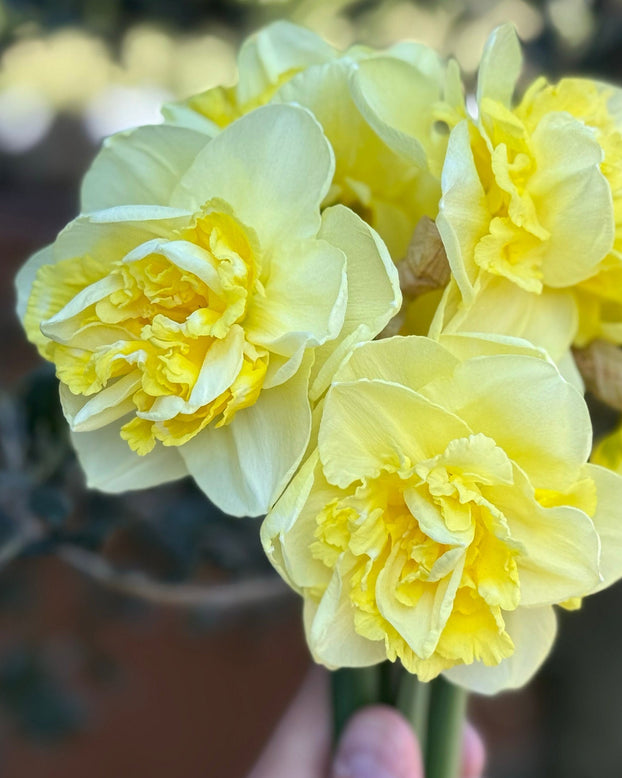 Narcissus 'Garden Pleasure'