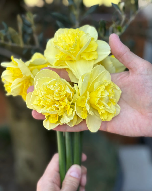 Narcissus 'Garden Pleasure'