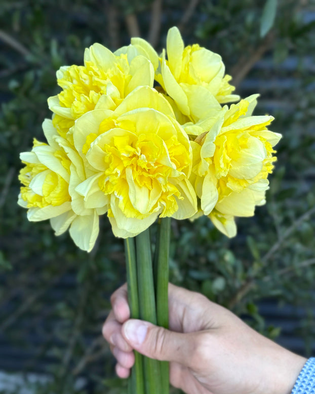 Narcissus 'Garden Pleasure'