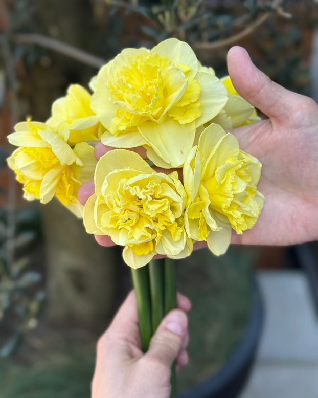 Narcissus 'Garden Pleasure'