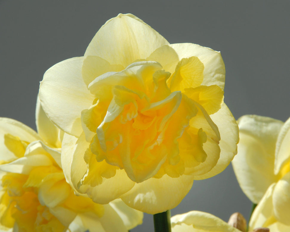 Narcissus 'Garden Pleasure'