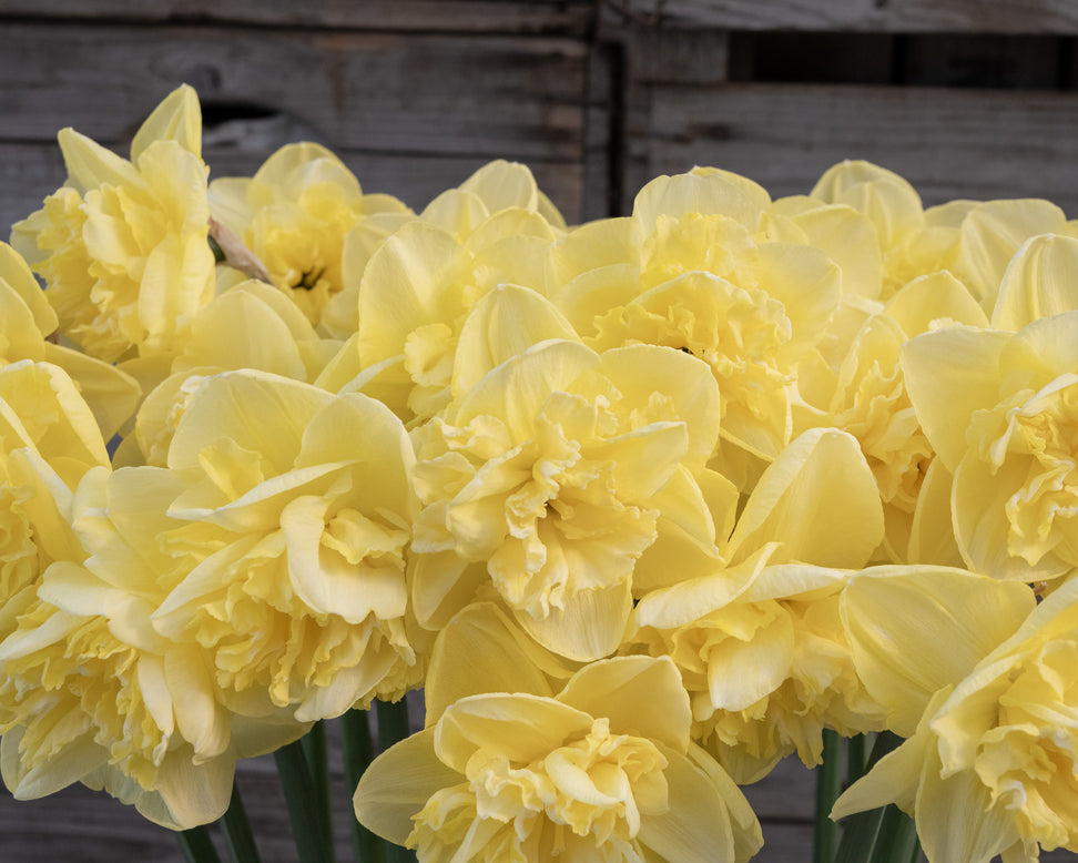 Narcissus 'Garden Pleasure'