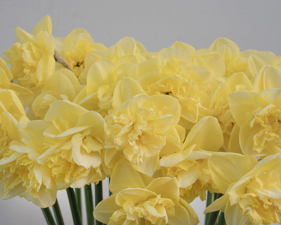 Narcissus 'Garden Pleasure'