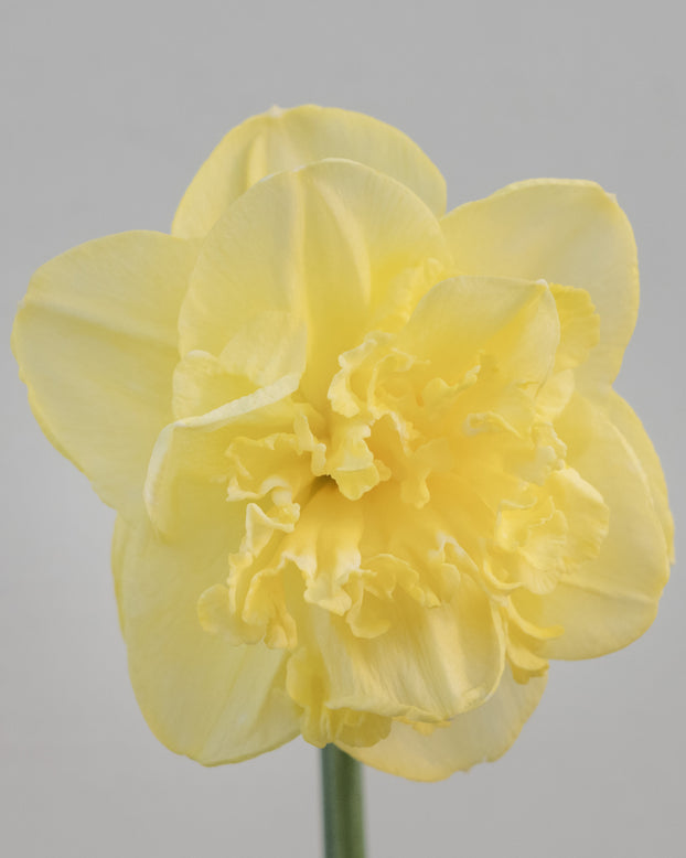 Narcissus 'Garden Pleasure'