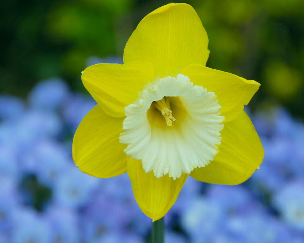 Narcissus 'Green Garden'