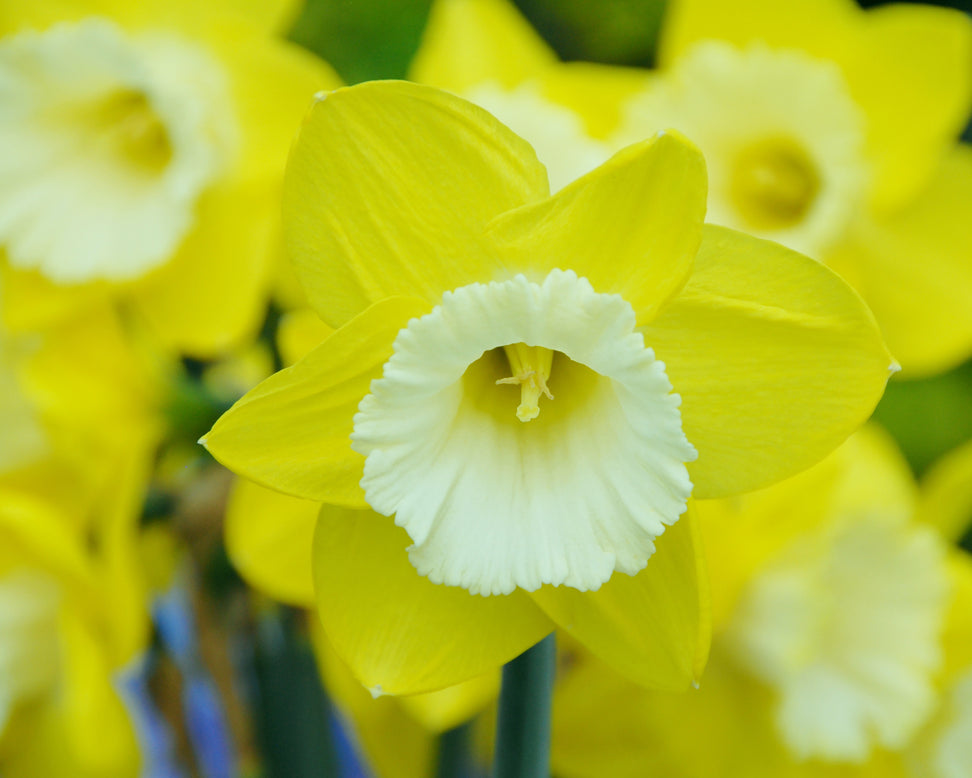 Narcissus 'Green Garden'