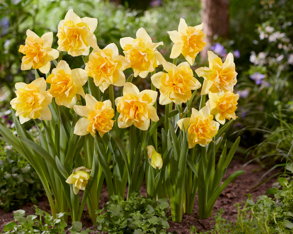 Narcissus 'Growers Beauty'