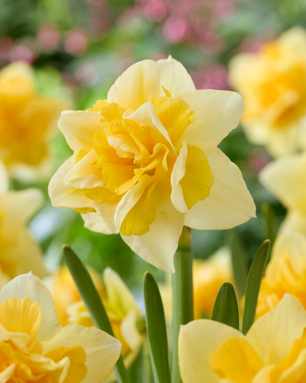 Narcissus 'Growers Beauty'