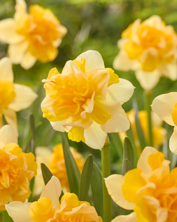 Narcissus 'Growers Beauty'