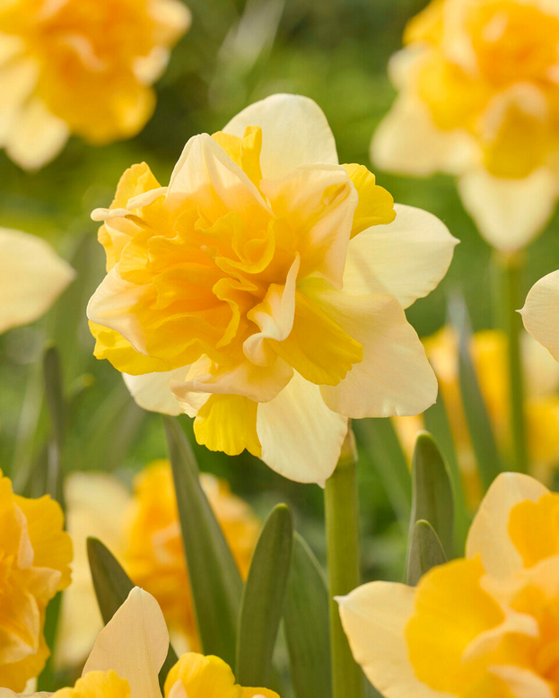Narcissus 'Growers Beauty'
