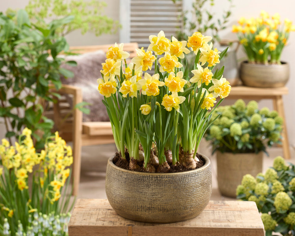 Narcissus 'Growers Beauty'