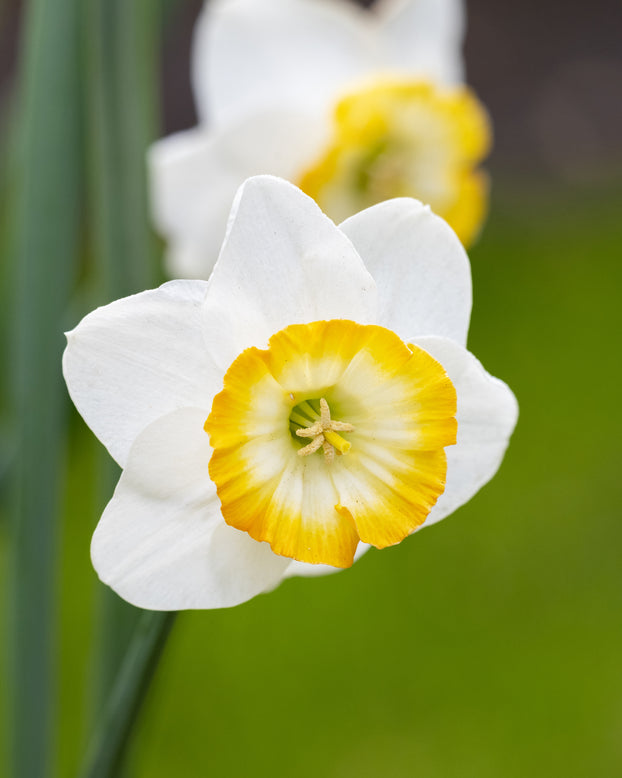 Narcissus 'Happy Smiles'