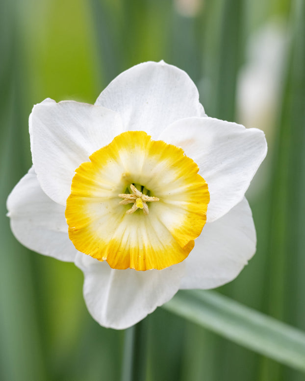 Narcissus 'Happy Smiles'