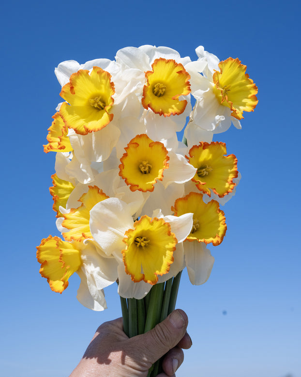 Narcissus 'Hawaiian Skies'