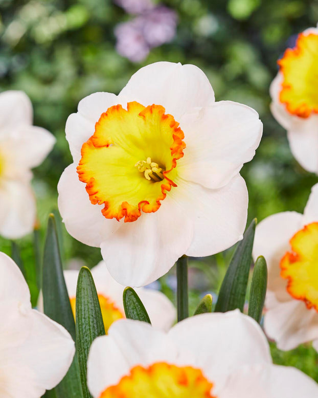 Narcissus 'Hawaiian Skies'