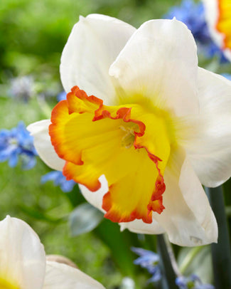 Narcissus 'Hawaiian Skies' Narcissus 'Hawaiian Skies'