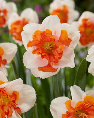 Narcissus 'Heartbeat' Narcissus 'Heartbeat'