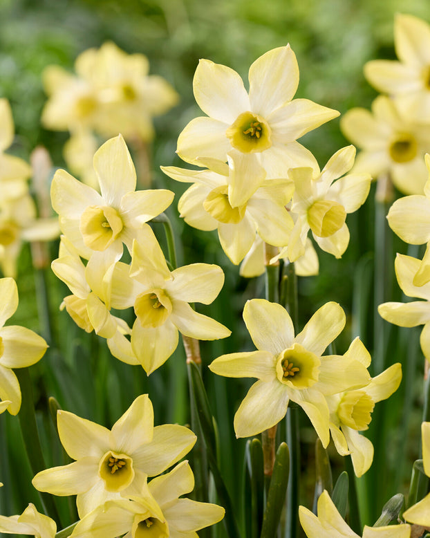 Narcissus 'Hunter Dawn'