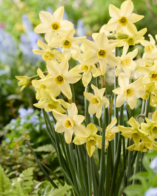 Narcissus 'Hunter Dawn'