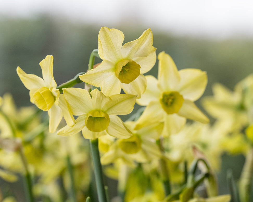 Narcissus 'Hunter Dawn'