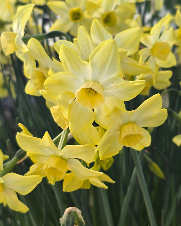 Narcissus 'Hunter Dawn'