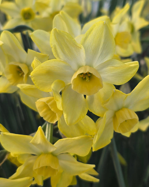 Narcissus 'Hunter Dawn'
