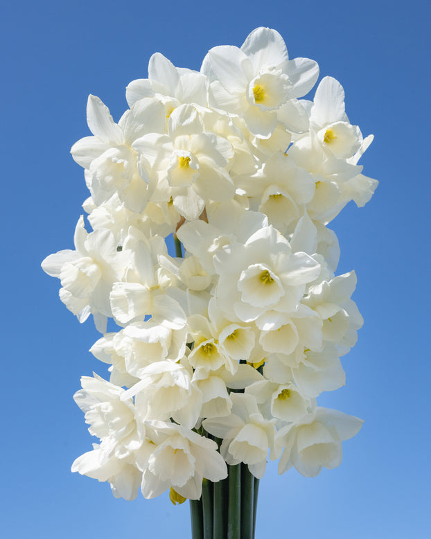 Narcissus 'Hunter Morn'