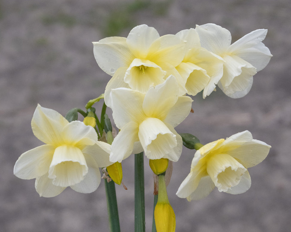 Narcissus 'Hunter Morn'