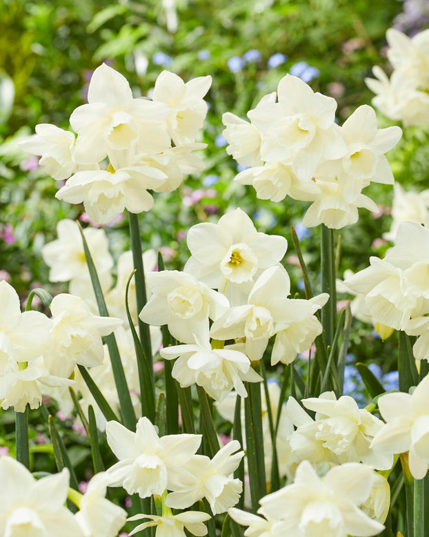 Narcissus 'Hunter Morn'