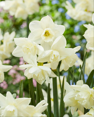 Narcissus 'Hunter Morn' Narcissus 'Hunter Morn'