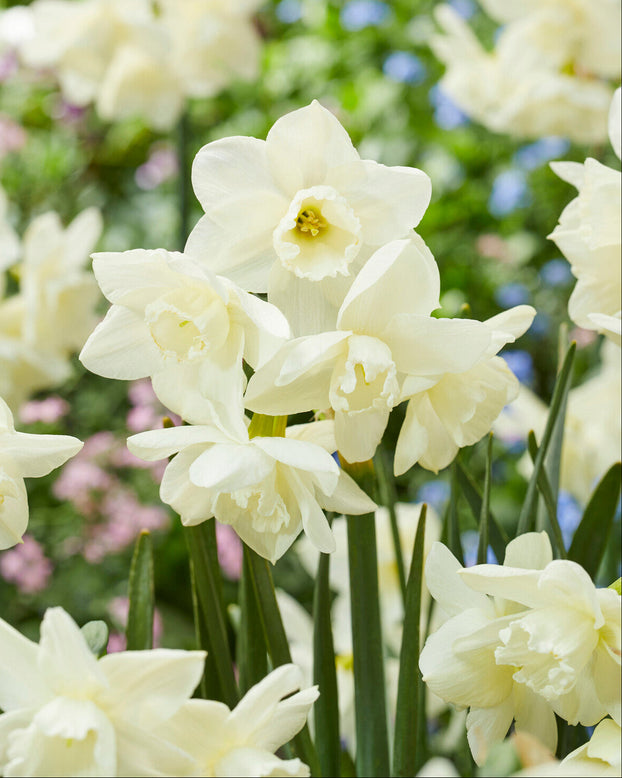 Narcissus 'Hunter Morn'
