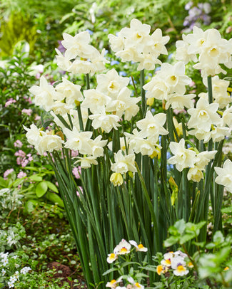 Narcissus 'Hunter Morn' Narcissus 'Hunter Morn'