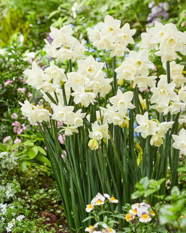 Narcissus 'Hunter Morn'