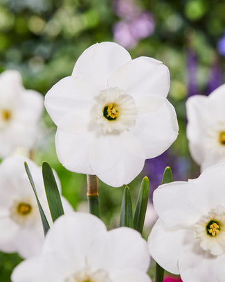 Narcissus 'Impreza' Narcissus 'Impreza'