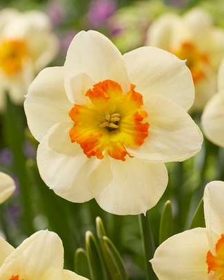 Narcissus 'Infinite Joy' Narcissus 'Infinite Joy'