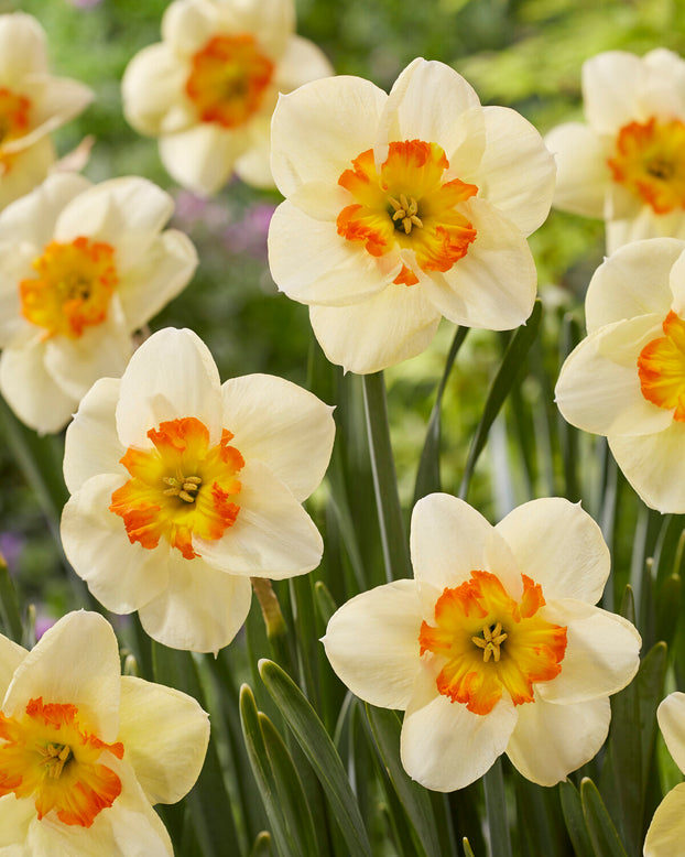 Narcissus 'Infinite Joy'