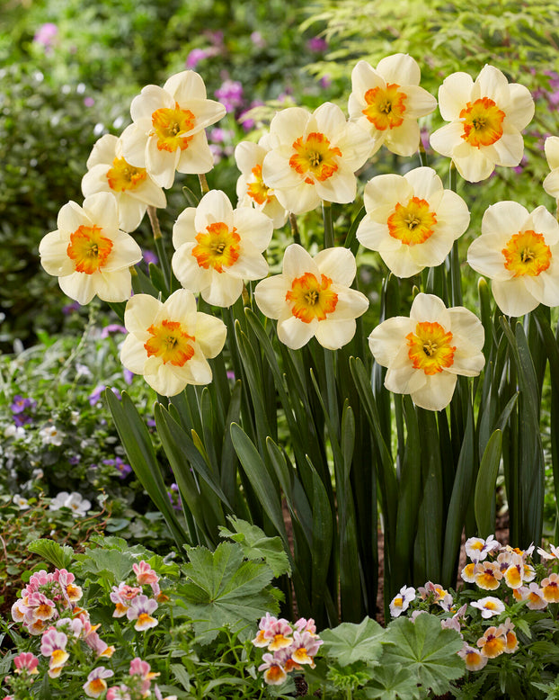 Narcissus 'Infinite Joy'