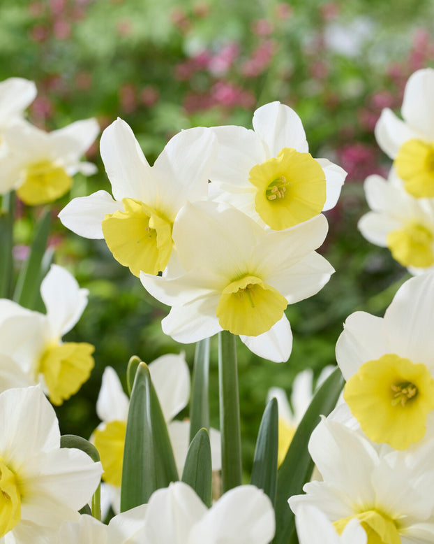 Narcissus 'Jumelée'