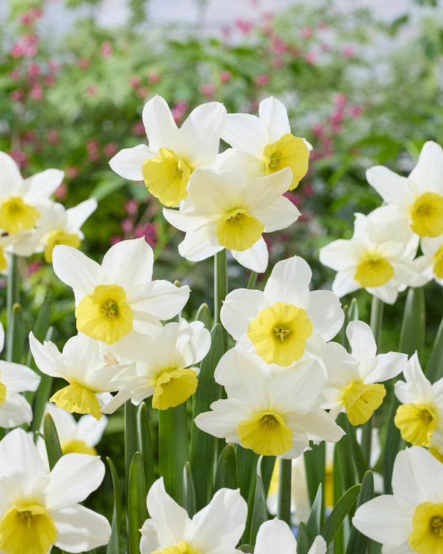 Narcissus 'Jumelée'