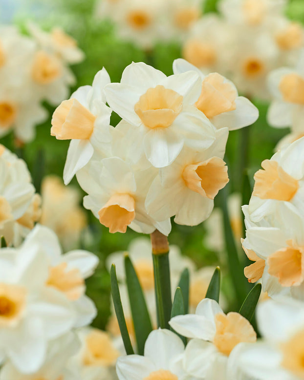 Narcissus 'Kapiti Peach'