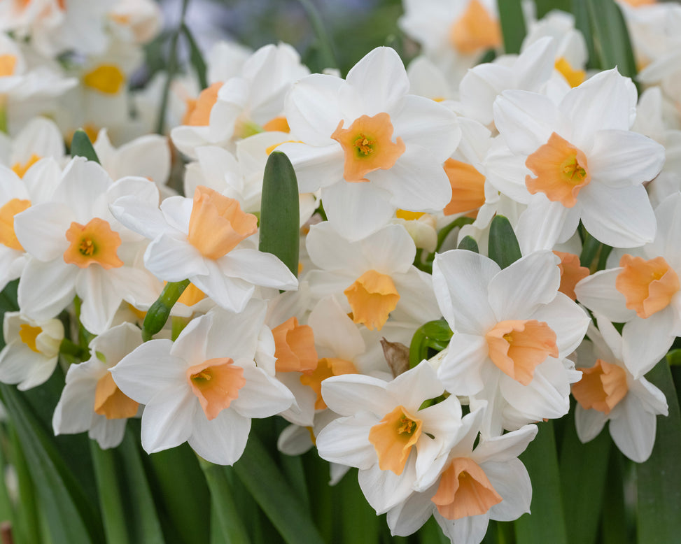Narcissus 'Kapiti Peach'