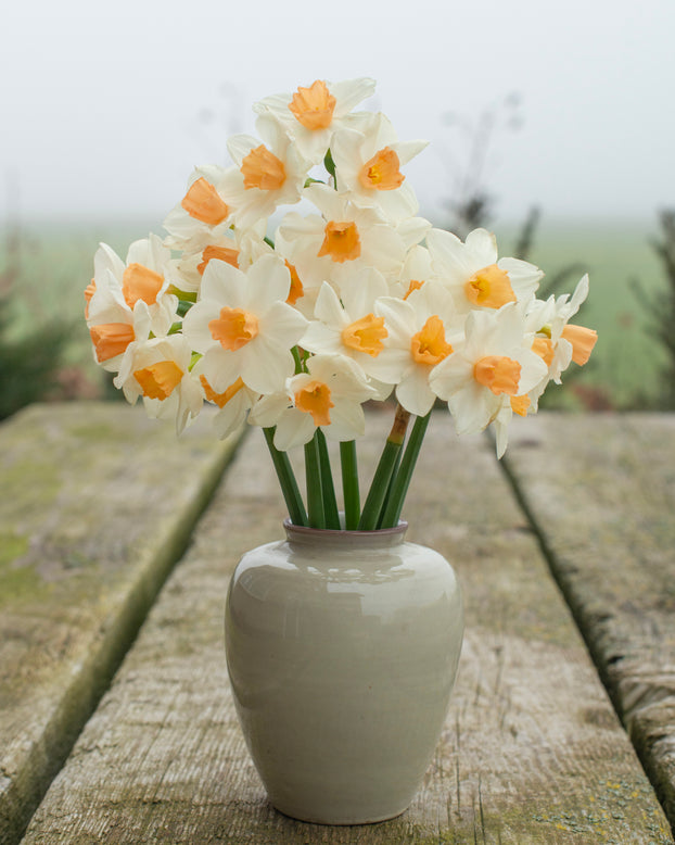 Narcissus 'Kapiti Peach'