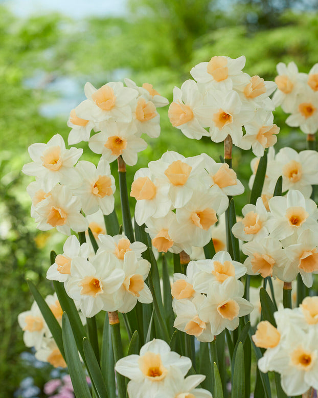 Narcissus 'Kapiti Peach'