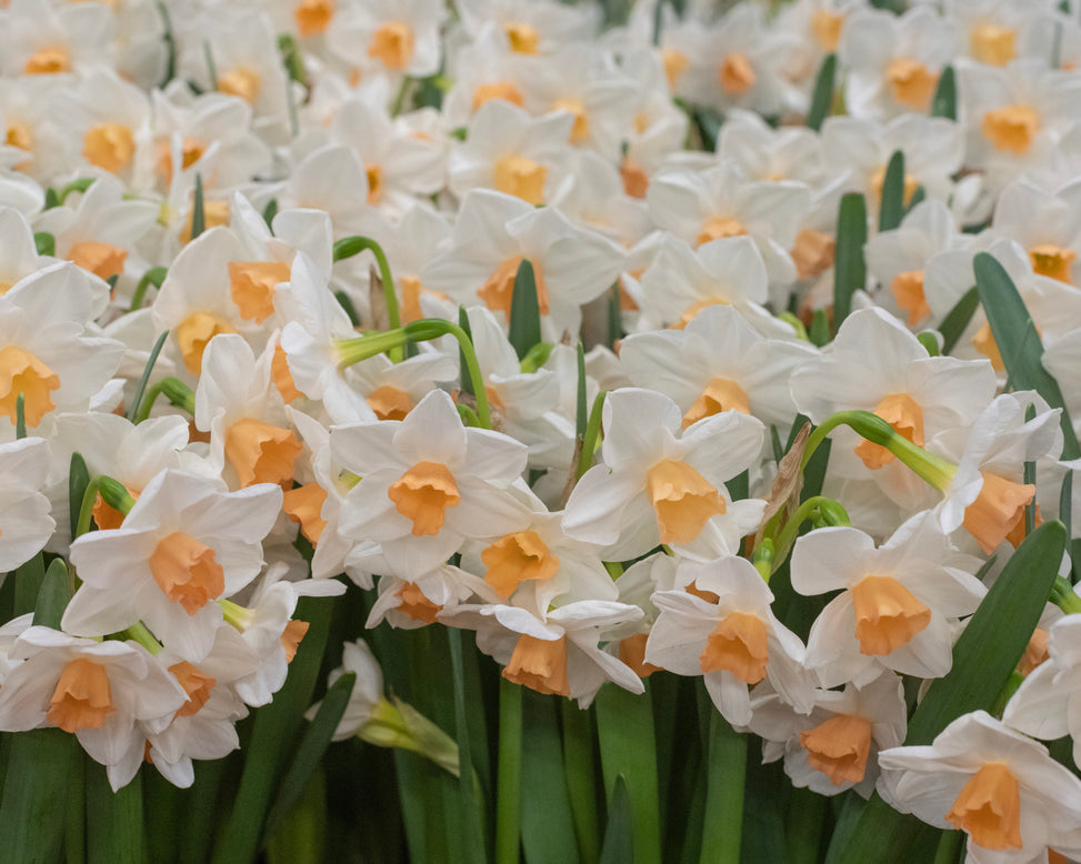 Narcissus 'Kapiti Peach'