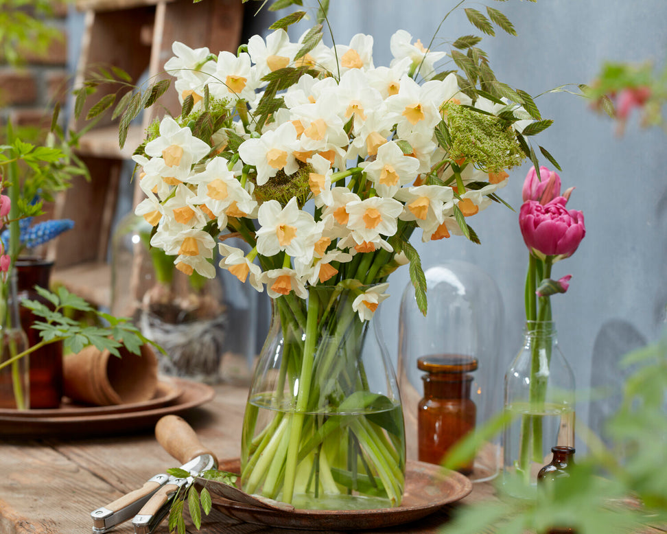 Narcissus 'Kapiti Peach'