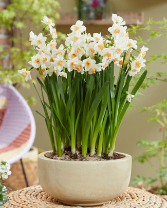 Narcissus 'Kapiti Peach' Narcissus 'Kapiti Peach'